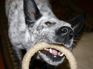 Dog biting rope