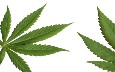 One million people are coming to Oregon to view the eclipse… and get high.